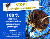 Infographie Frelons